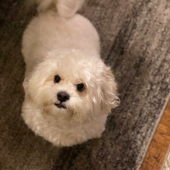 Meet your Posher, Selena - Picture 1 of 1